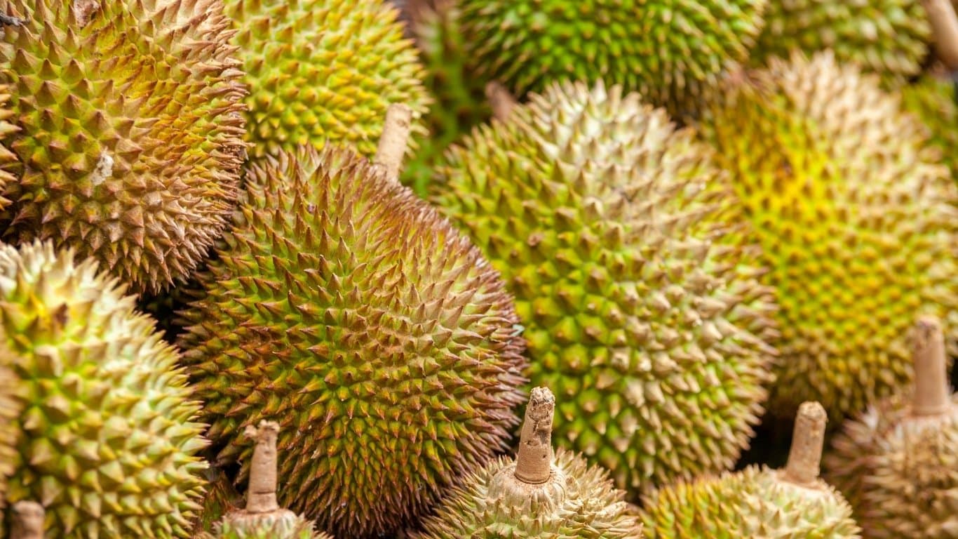 Davao Nature & Wildlife Tour — photo 3