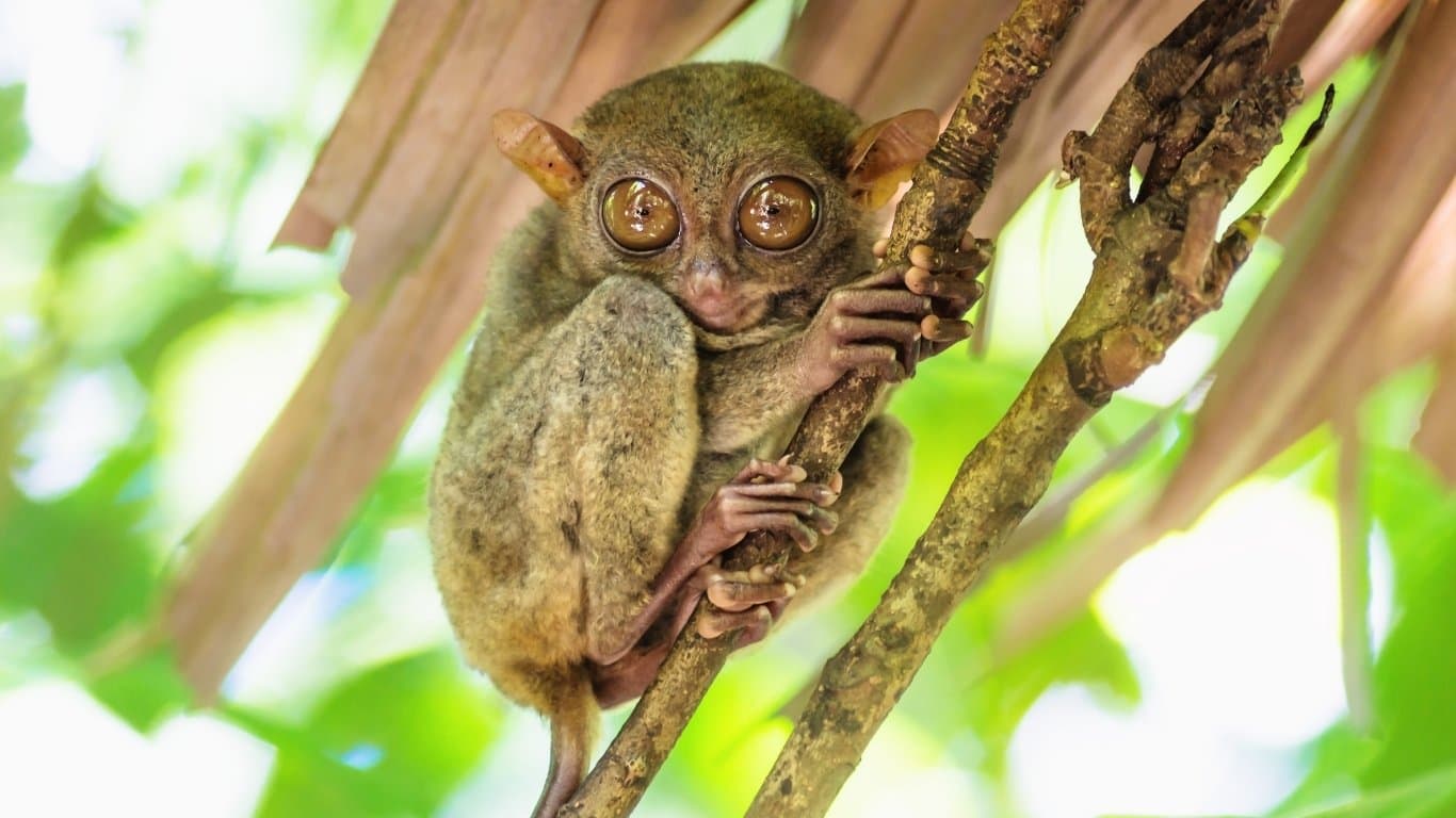 Bohol Countryside Explorer — photo 2