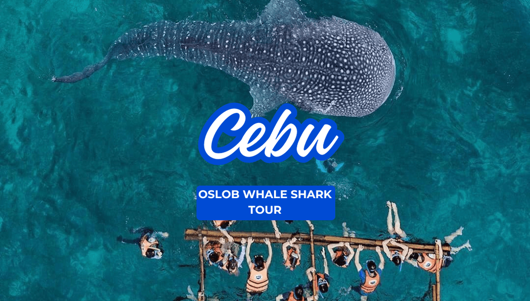Cebu Oslob Whaleshark Tours