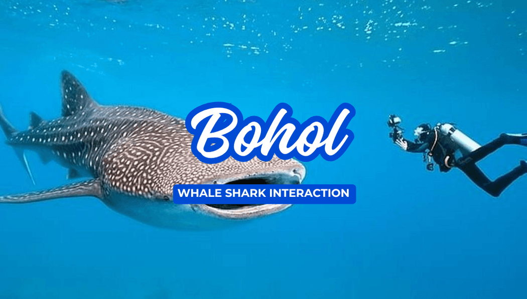 Bohol Whale Shark Interaction