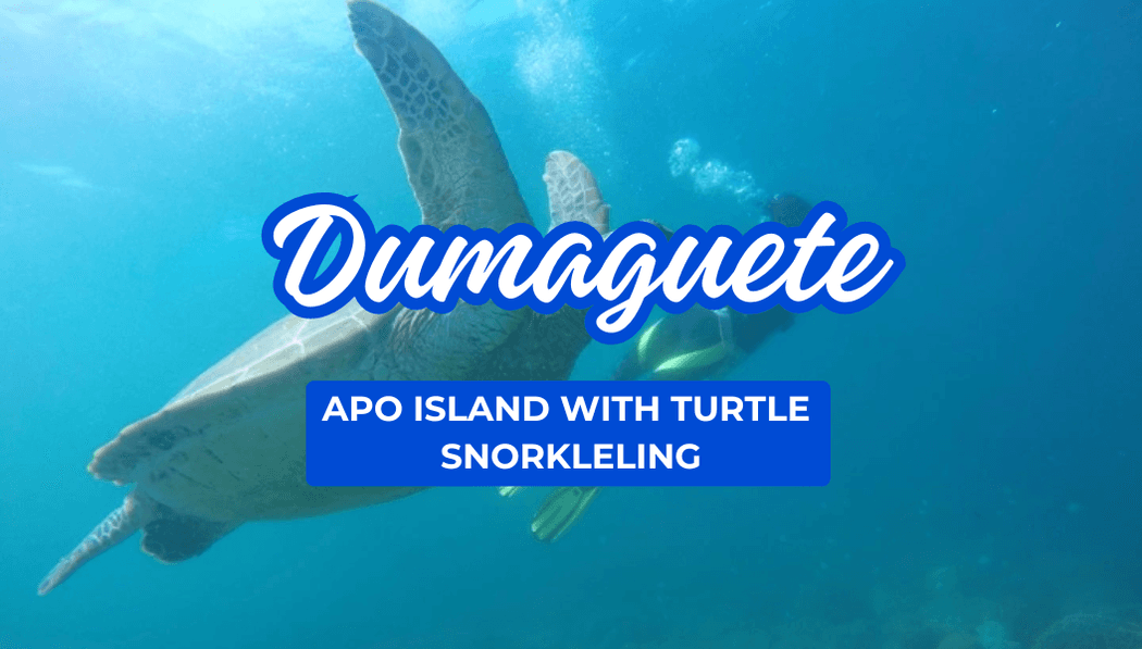 Dumaguete-Apo Island with Turtle Snorkeling