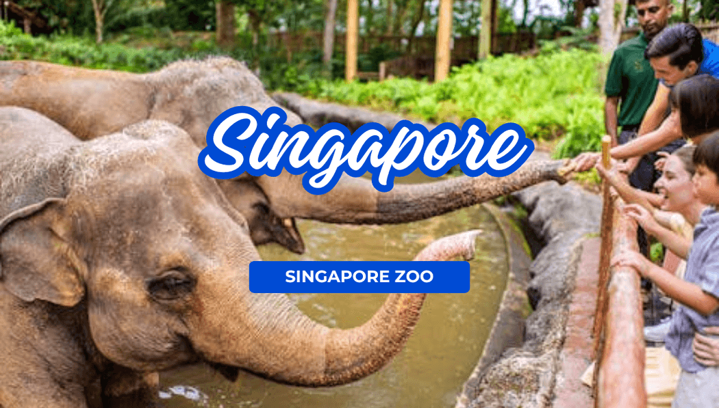 Singapore Zoo