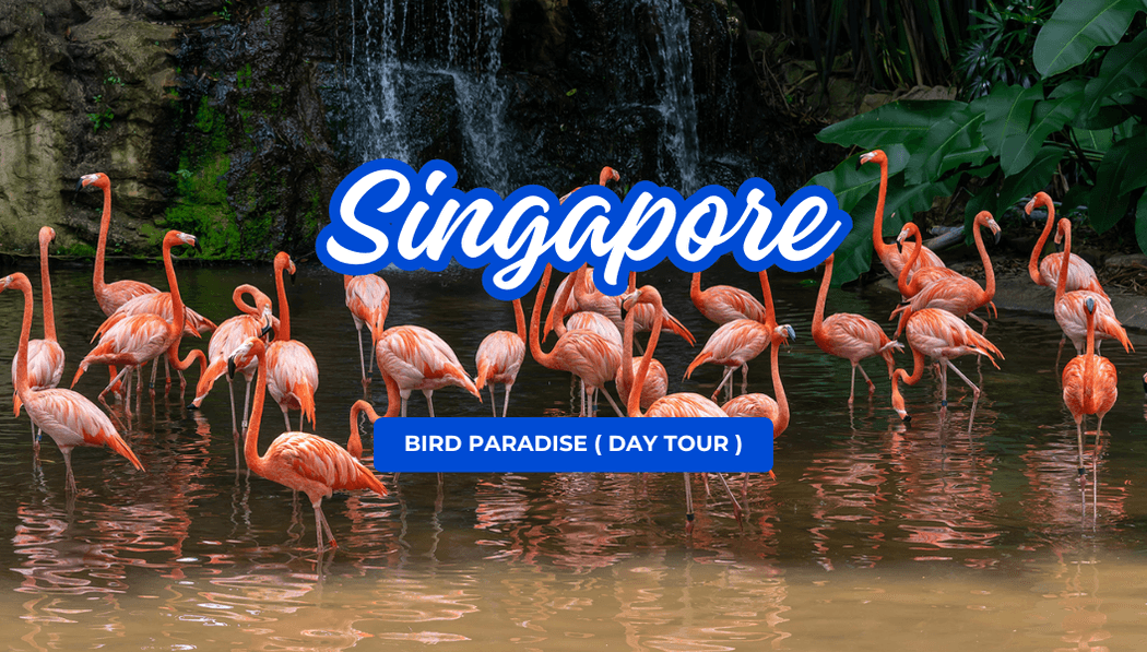 Bird Paradise